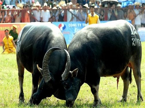 Mộng mơ thấy con trâu điềm báo gì và đánh con số nào chuẩn nhất