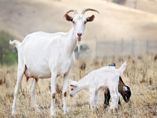 Mộng mơ thấy dê điềm báo gì và đánh con số gì chuẩn nhất