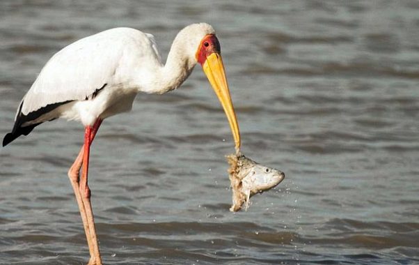 Mộng thấy cò dò nên đánh con loto nào là ăn chắc