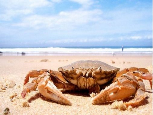 Mơ thấy cua có ý nghĩa gì và nên đánh con số nào là ăn chắc