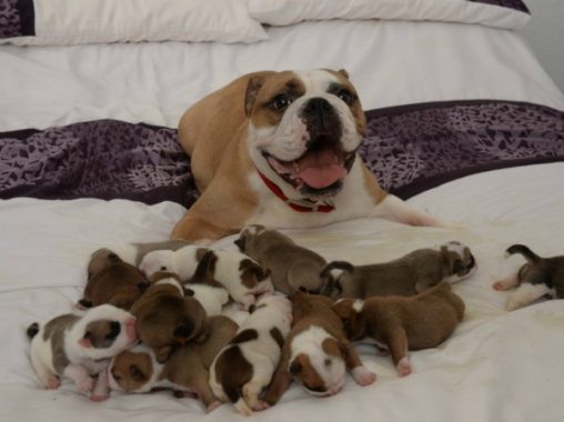 Giải mã ý nghĩa giấc mơ thấy chó đẻ