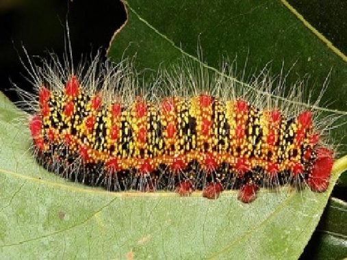 Chiêm bao thấy con sâu điềm báo gì và nên đánh ngay con xổ số nào