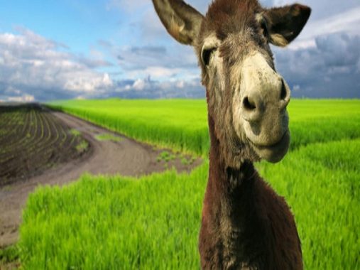 Nằm mơ thấy con lừa có ý nghĩa như thế nào