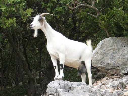 Giải mã bí ẩn giấc mơ thấy con Dê, đánh bao nhiêu