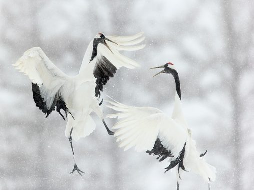 Bí ẩn giấc mơ thấy Hạc, mơ thấy Hạc đánh con gì?