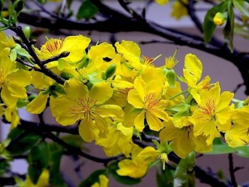 Giải mã cụ thể giấc mơ thấy hoa mai