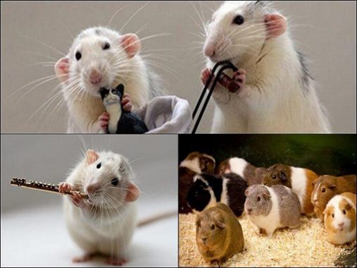 Giải mã giấc mơ con chuột ? mơ thấy con chuột là điềm gì, báo hiệu điều gì