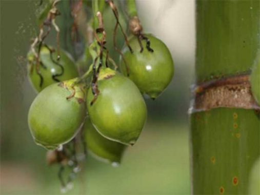 Ngủ mơ thấy quả cau – Mơ thấy quả cau đánh con gì chuẩn xác