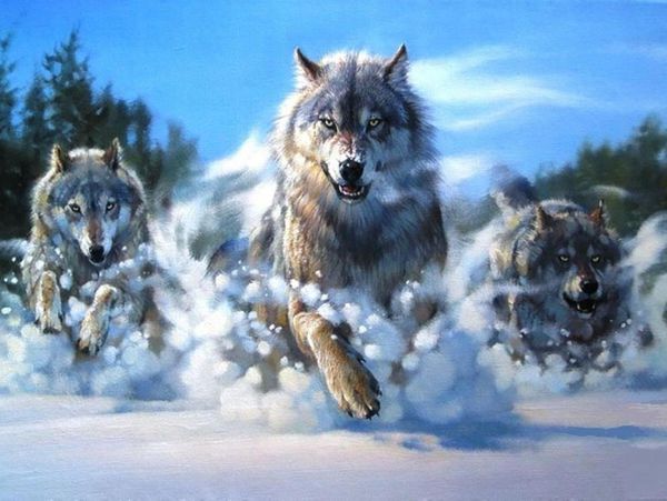 Mơ thấy sói là điềm gì, dữ hay lành, ghi con lô nào?
