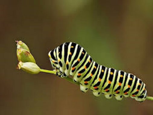 Mơ thấy sâu đánh con gì dễ trúng ? Ý nghĩa giấc mơ thấy sâu