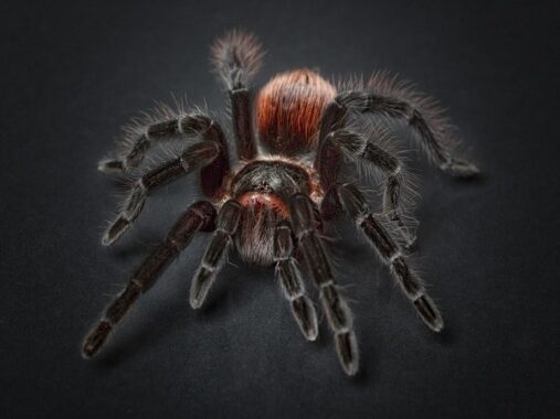 Nằm mơ thấy con nhện chơi xổ số con gì dễ trúng