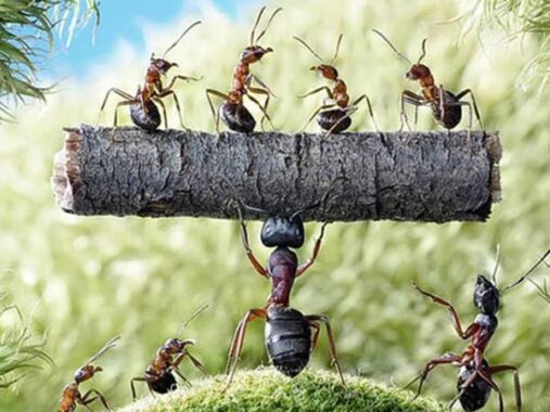 Mơ thấy đàn kiến là điềm hên hay xui? Kiến là số mấy?