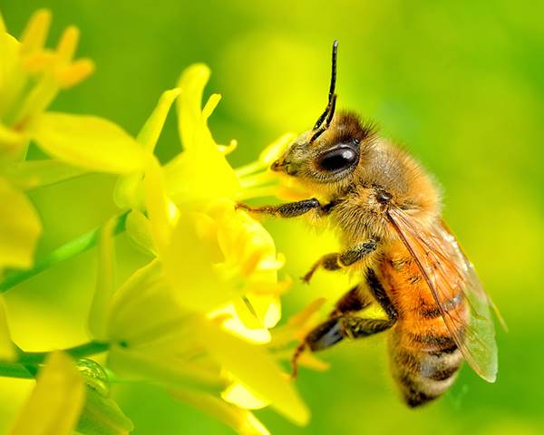 Nằm mơ thấy con ong là điềm báo gì? đánh con gì đánh số mấy