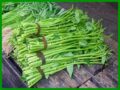Nằm mơ thấy rau muống đánh con gì? Điềm báo Tốt & Xấu