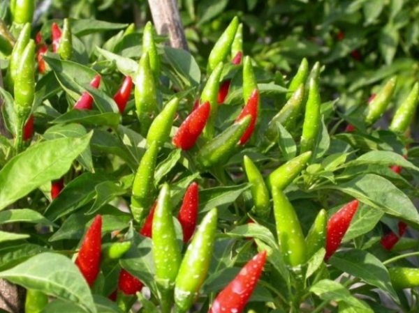 Mơ thấy cây ớt sai quả là điềm gì đánh con gì dễ trúng