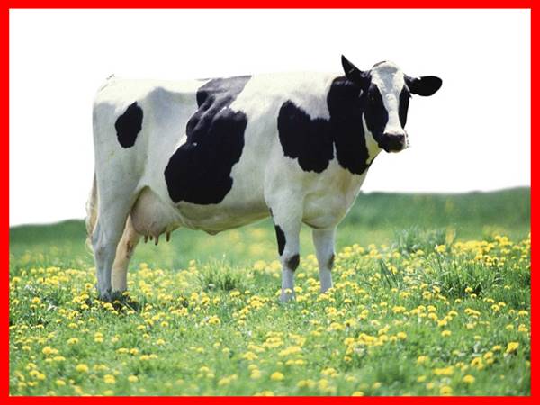 Bò sữa số mấy? Nằm mơ thấy con bò sữa đánh con gì đẹp nhất 2