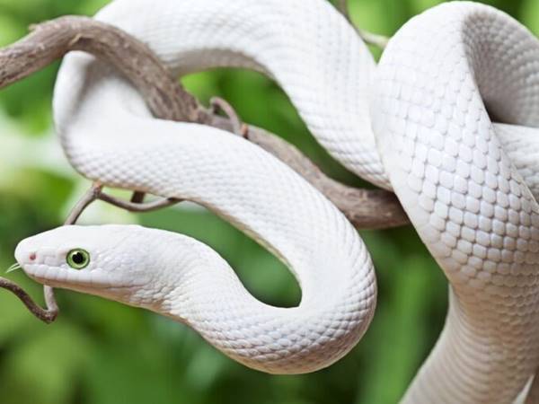 Giải đáp ý nghĩa giấc mơ thấy rắn trắng dự báo may hay rủi sắp tới?