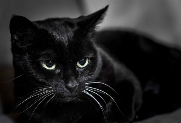 Giải mã những bí mật ít ai biết khi nhìn thấy mèo đen