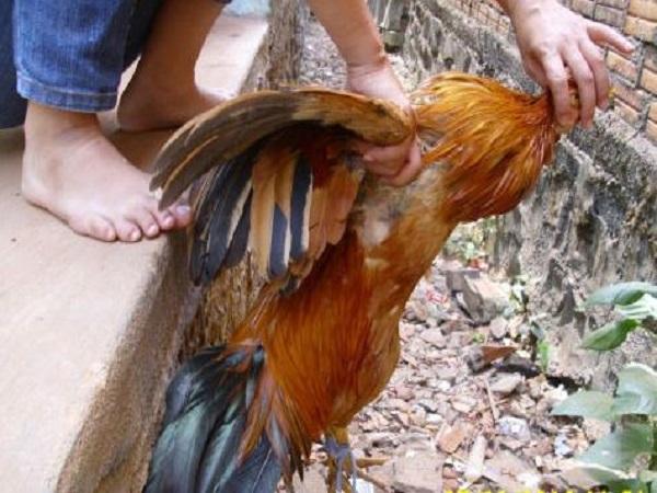 Giải mã chi tiết các giấc mơ thấy bắt gà liên quan