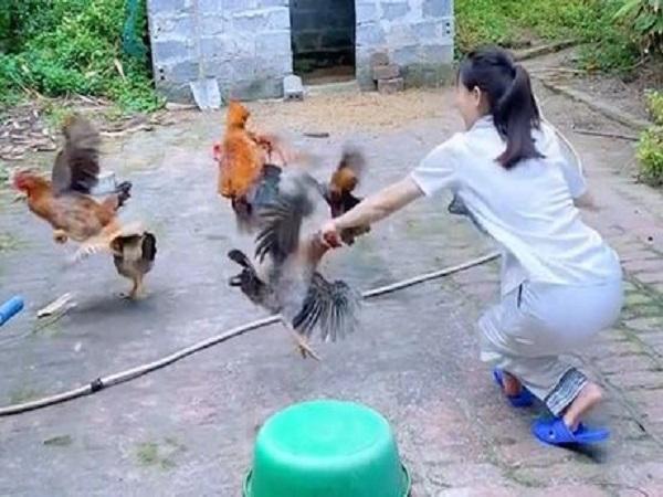 Nằm mơ thấy bắt gà có ý nghĩa gì và có số gì may mắn?