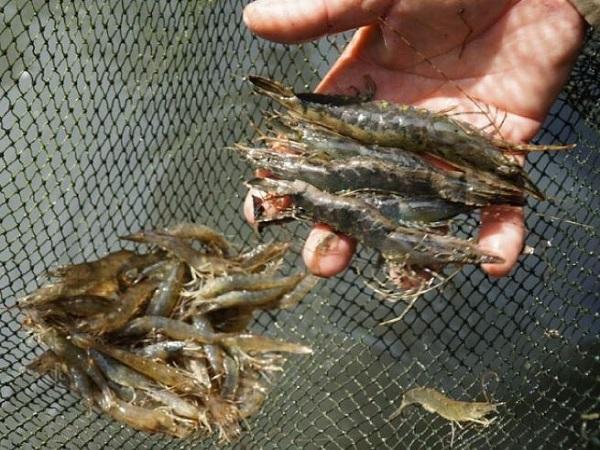 Nằm mơ thấy bắt tôm là điềm gì, có con gì may mắn?