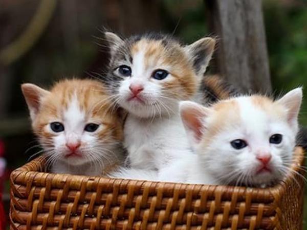 Mộng mị thấy nhiều mèo con