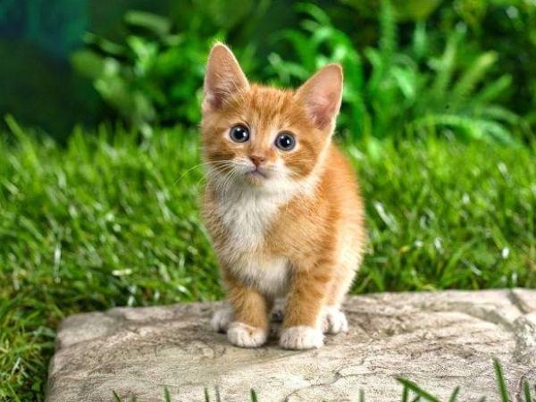 Nằm mơ thấy mèo con màu vàng, đen là điềm gì? Tốt hay xấu?