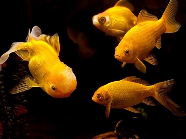 Nằm mơ thấy cá cảnh có ý nghĩa gì, con số may mắn là gì?