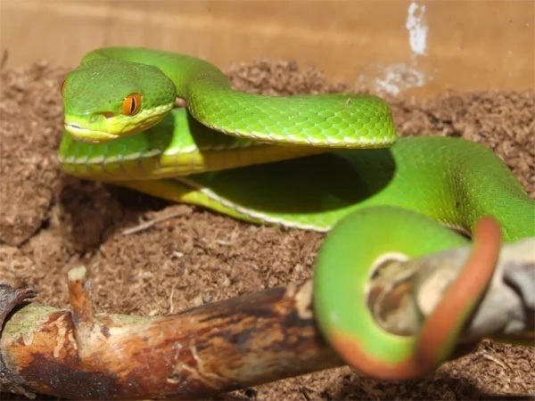 Nằm mơ thấy rắn xanh đánh con gì may mắn tài lộc