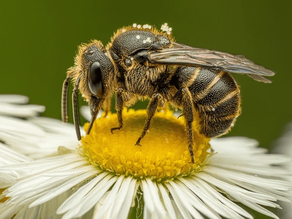 Sự thật thông điệp nằm mơ thấy ong mật số mấy may mắn?