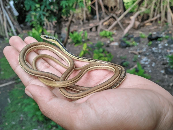 Nằm mơ thấy rắn nhỏ là điềm gì, số gì thu hút tài lộc?