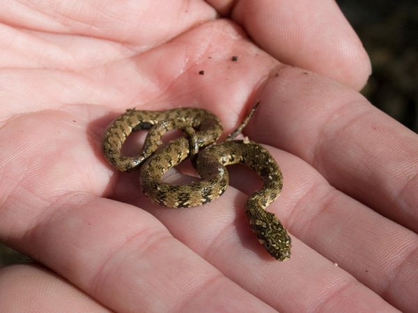 Giải mã nằm mơ thấy rắn nhỏ đánh số gì, đánh con gì may mắn?