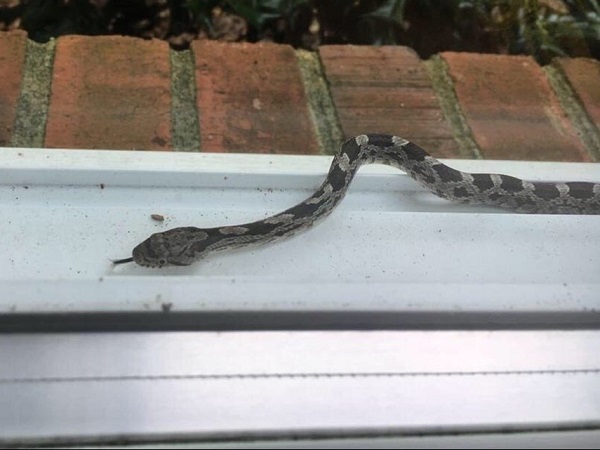 Giải mã nằm mơ thấy rắn vào nhà đánh con gì, số mấy may mắn?