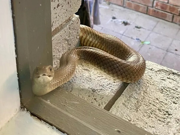 Sự thật nằm mơ thấy rắn vào nhà là điềm gì, con gì may mắn?