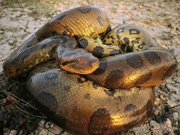 Mộng thấy giết chết rắn khổng lồ