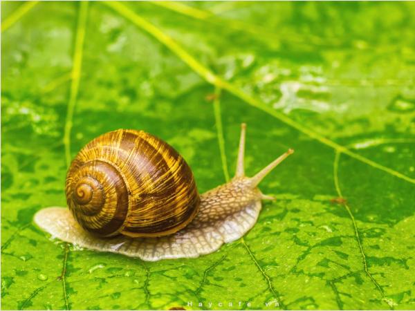 Ý nghĩa biểu tượng của ốc sên