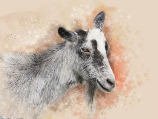 Con số may mắn ngày 10/4/2026 tuổi Mùi