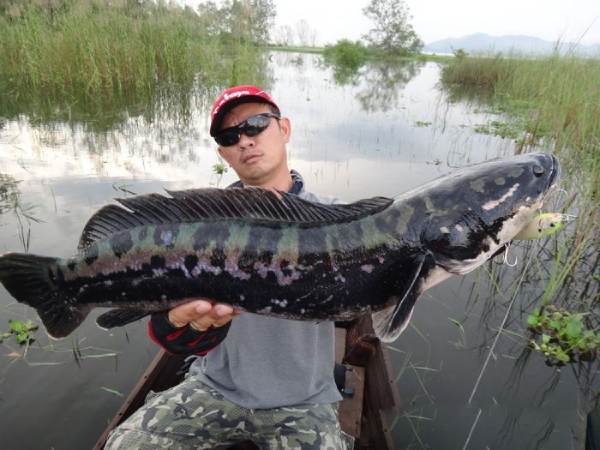 Mơ thấy bắt được cá lóc