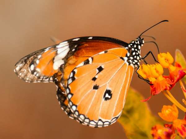 Luận giải ý nghĩa con bướm trong quan niệm dân gian