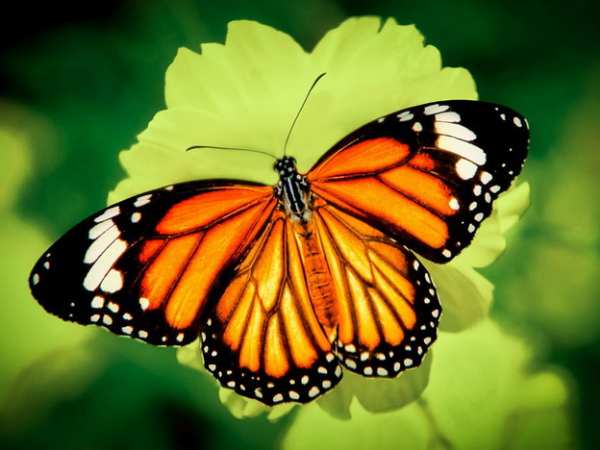 Luận giải con bướm số mấy, là số gì giúp mang lại tài lộc?