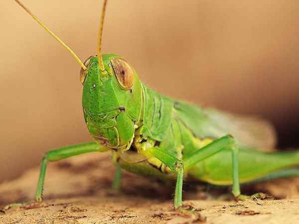 Phân tích con cào cào số mấy, số bao nhiêu kích tài lộc?