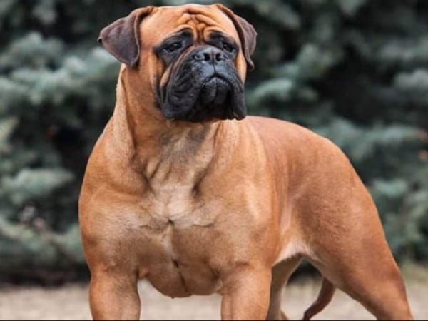 Giải mã con chó lớn số mấy và những con số may liên quan