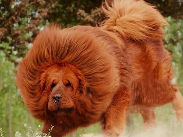 Ý nghĩa hình ảnh con chó lớn trong đời sống