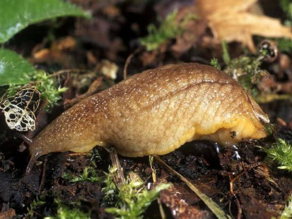 Gợi ý con ốc sên số mấy và ý nghĩa phong thủy ẩn sau?