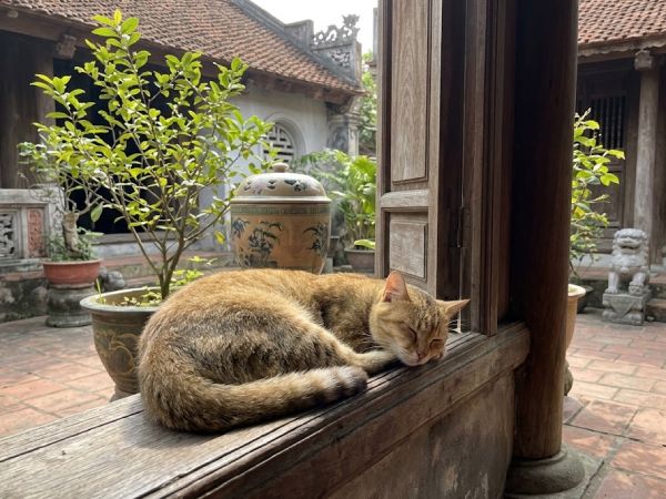 Con số may mắn ngày 9 tháng 6 thứ 3 của tuổi Mão Con số may mắn ngày 9 tháng 6 thứ 3 của tuổi Mão