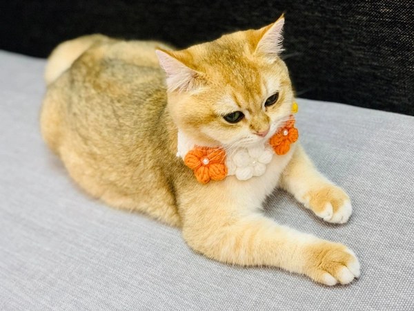 Nằm mơ thấy mèo vàng là điềm gì may mắn hay đen đủi