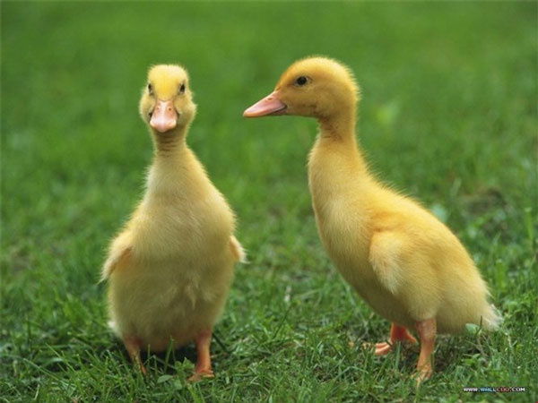 Nằm mơ thấy vịt có con gì phát lộc có điềm gì