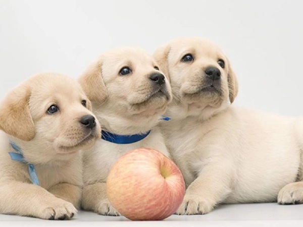 Mơ thấy nhiều chó con có con gì phát lộc có ý nghĩa gì