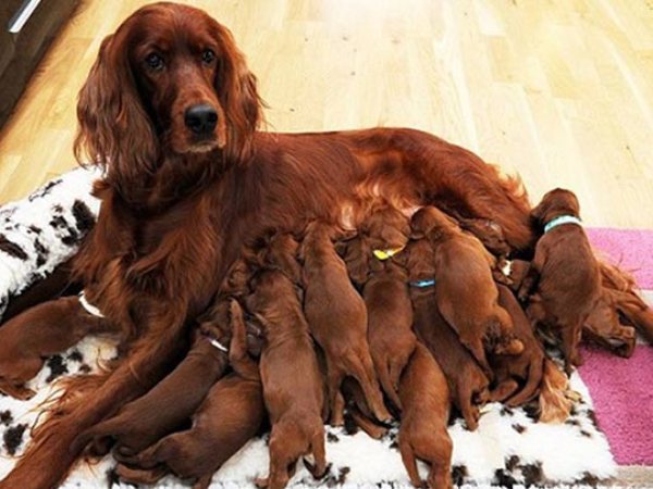 Mơ thấy nhiều chó con có con gì phát lộc có ý nghĩa gì
